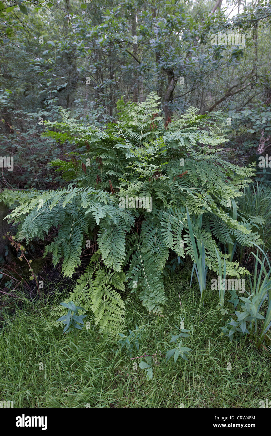 Royal fern, Osmunda regalis, growing at Askham Bog, York, UK. One of Europe's tallest ferns which can grow up to 3m. Stock Photo