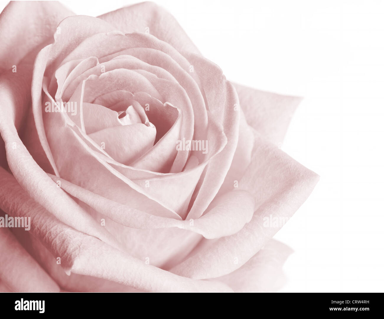 Very pale pink rose on white background Stock Photo Alamy