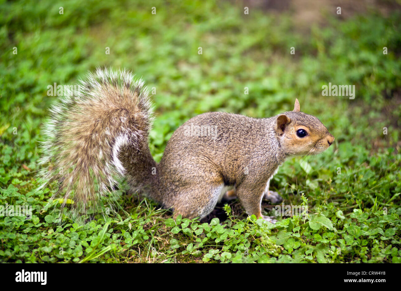 The Eastern Gray Squirrel of North America is recognized by its grayish-brown fur and silver-tipped hairs on its bushy tail. Stock Photo