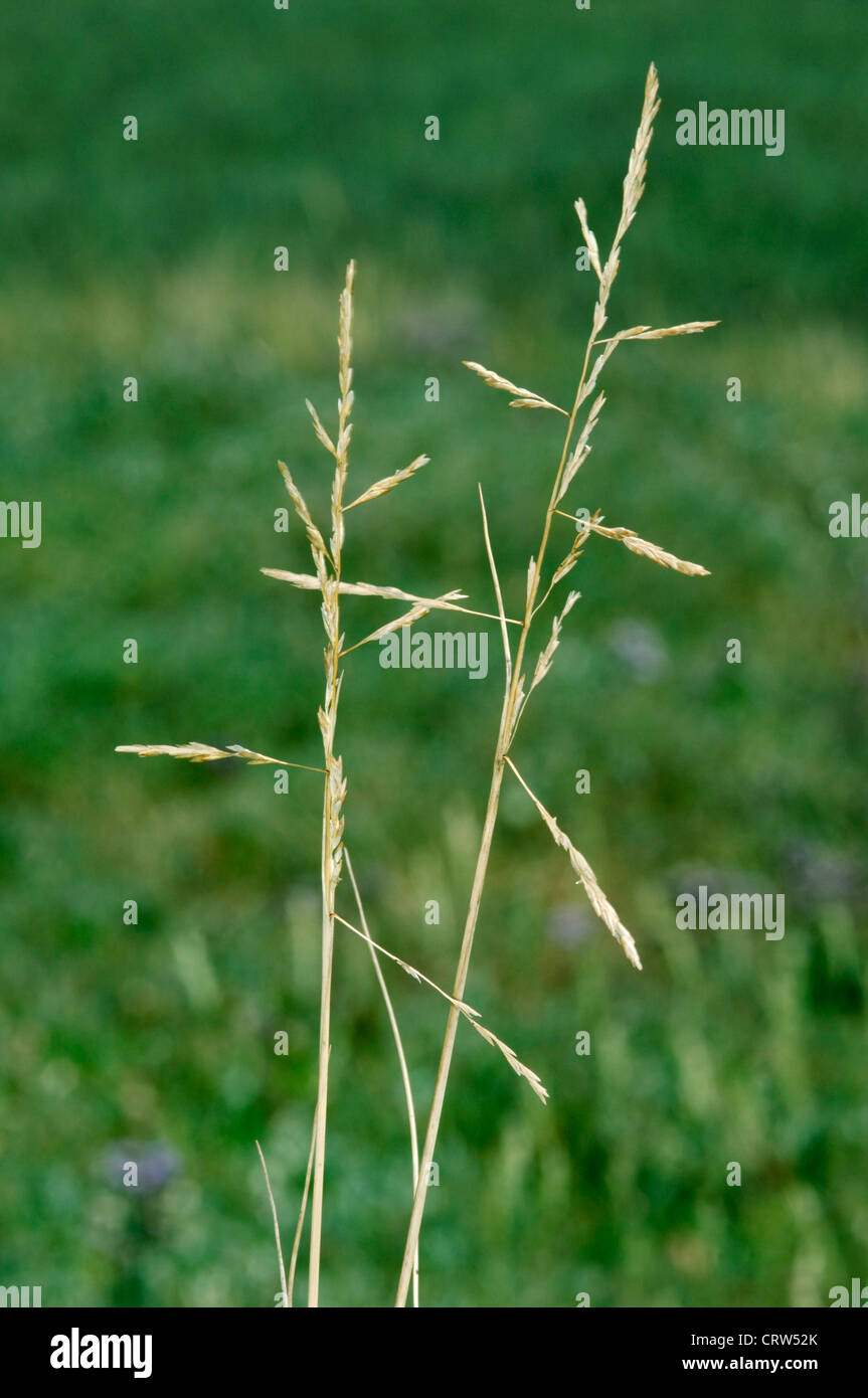 REFLEXED SALTMARSH-GRASS Puccinellia distans Stock Photo