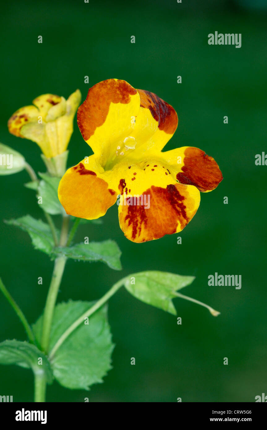 BLOOD-DROP-EMLETS Mimulus luteus (Scrophulariaceae) Stock Photo