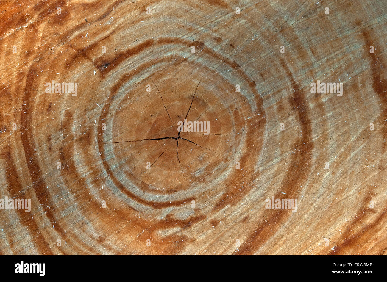 texture of tree close up Stock Photo