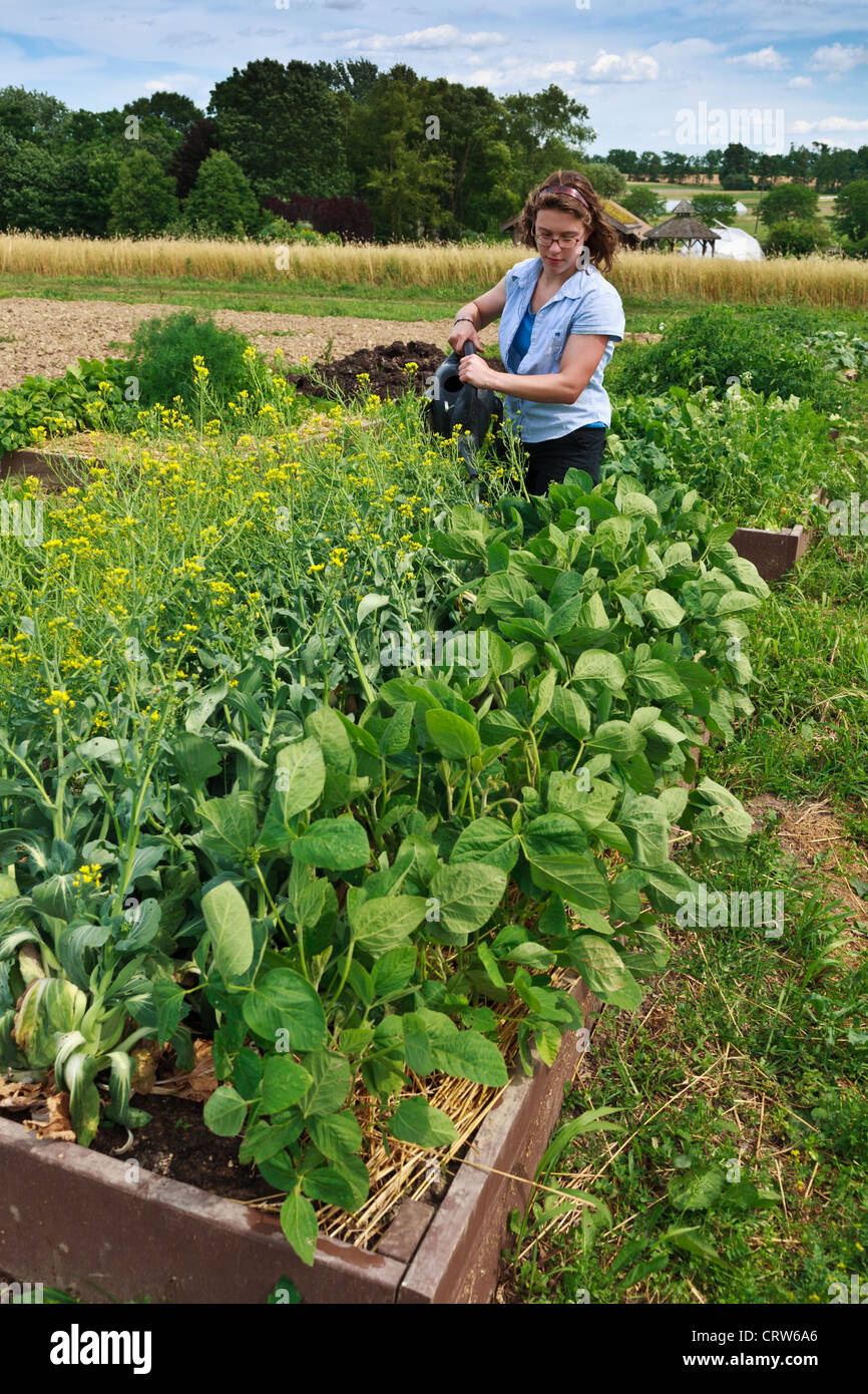 Intern waters vegetables in raised beds at Rodale Experimental Farm, Kutztown, Pennsylvania Stock Photo