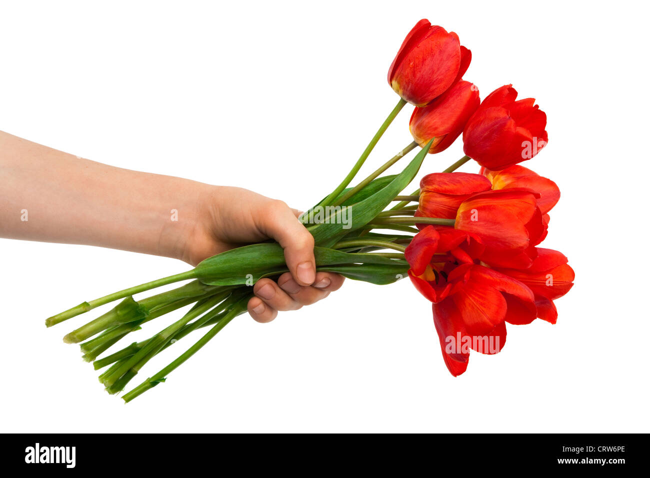 tulips in a hand Stock Photo