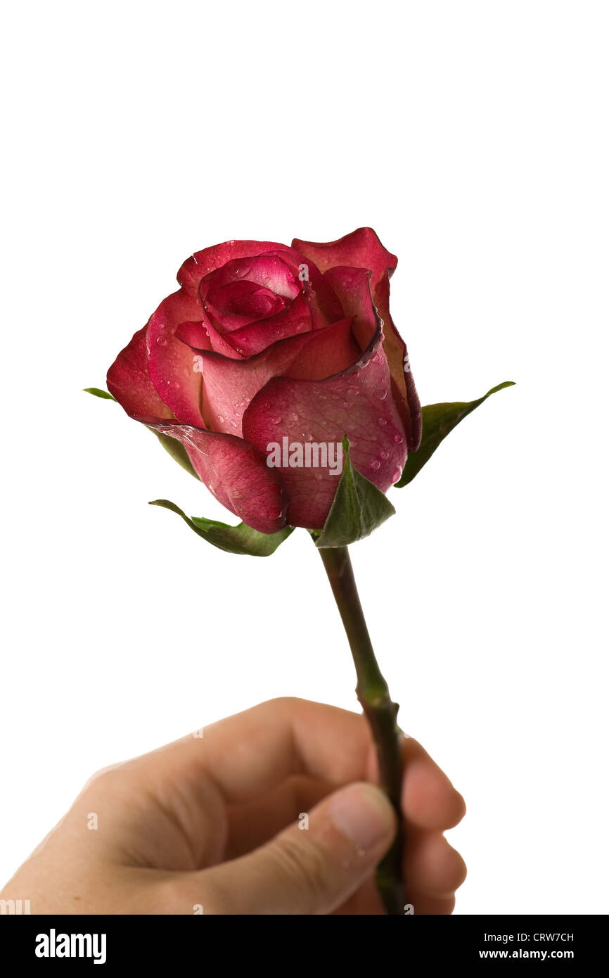 Special anniversary rose hi-res stock photography and images - Alamy