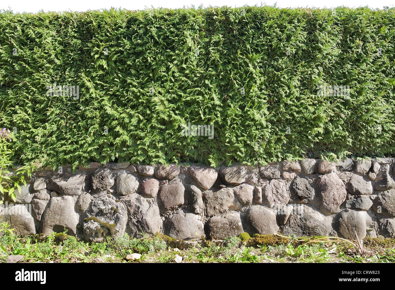 Fragment of a  hedge Stock Photo