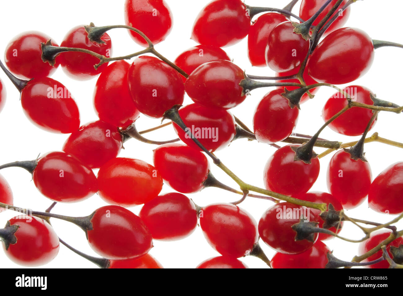 Red poisonous berries of the Nightshade Stock Photo