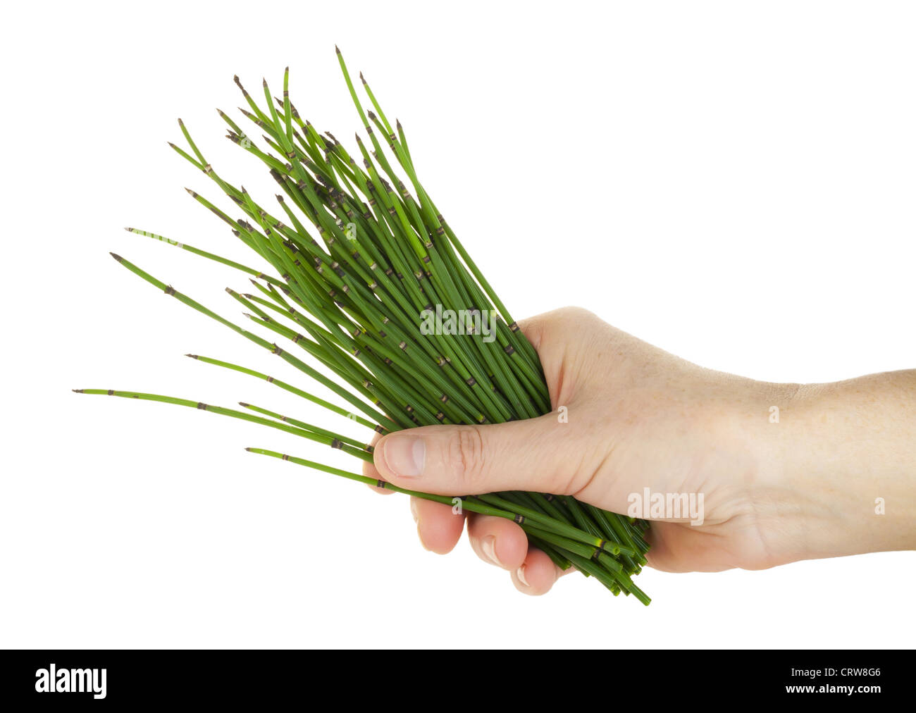Hand and herb Stock Photo Alamy