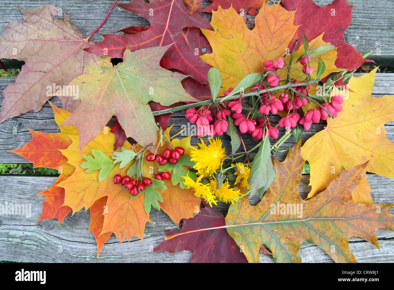 Autumn leaves on a bench Stock Photo - Alamy