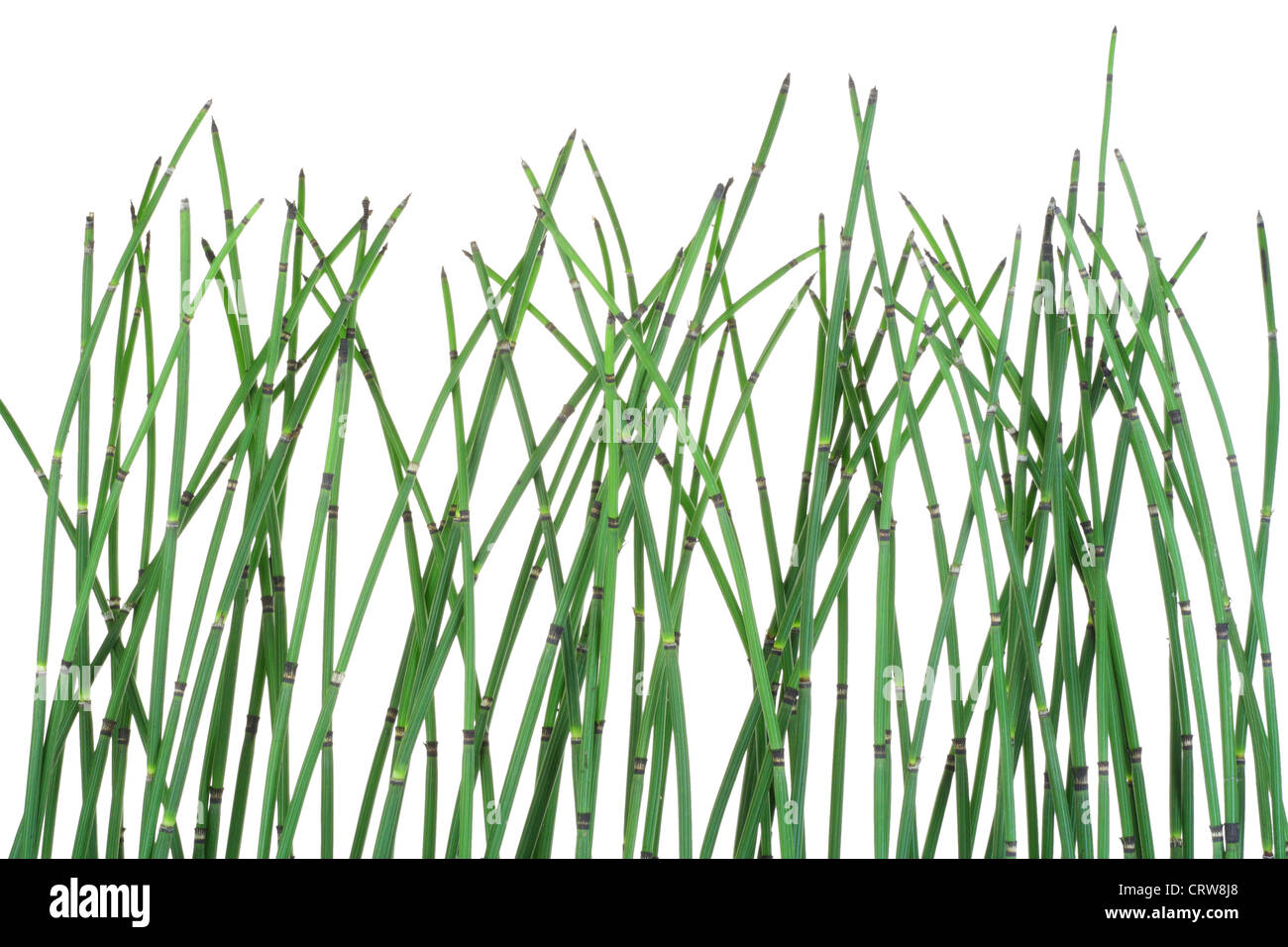 Horsetail Equisetum  background Stock Photo