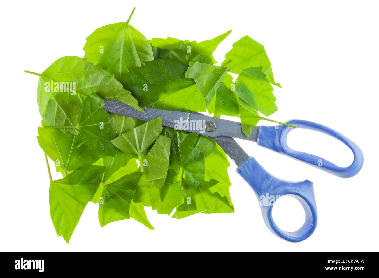 Scissors cut green leaves Stock Photo