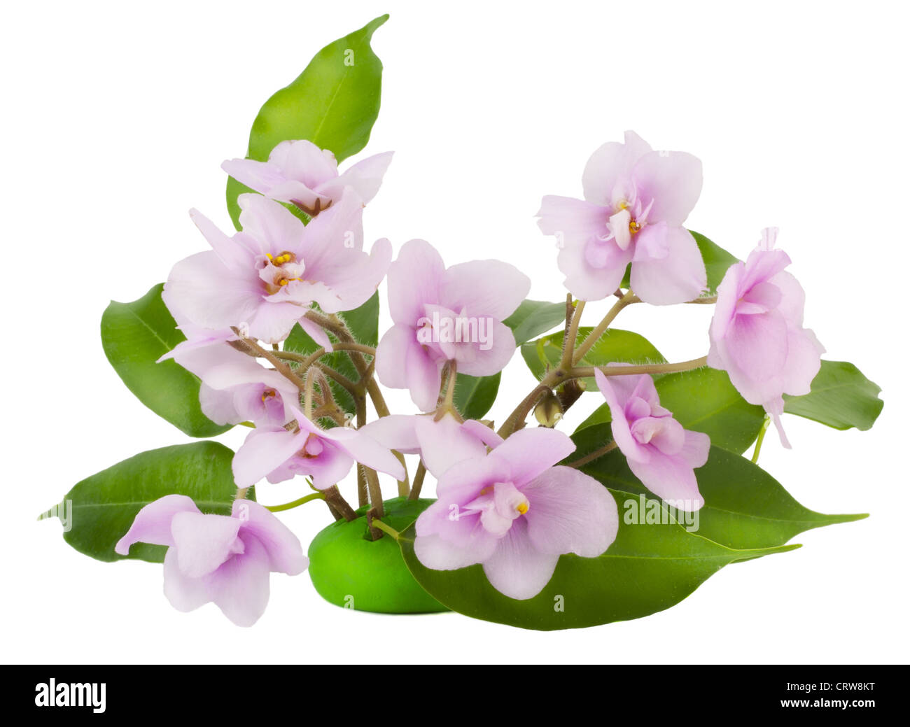 Gentle pink violets flowers Stock Photo