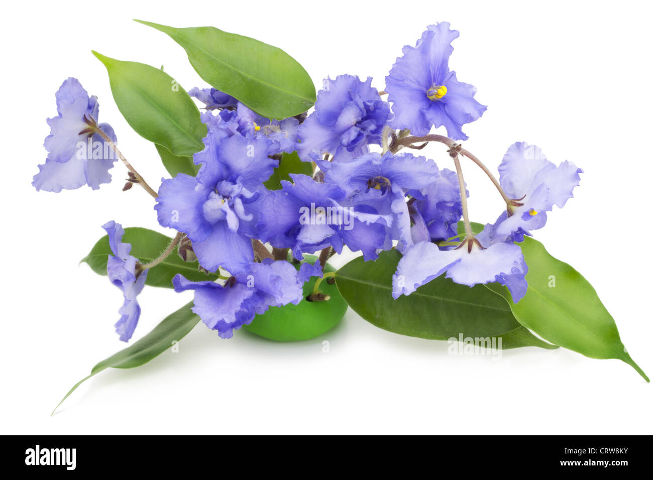 Gentle blue violets flowers Stock Photo