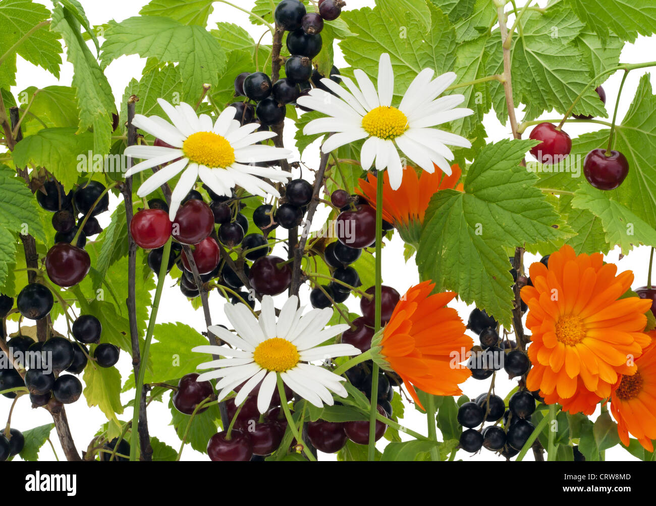 Berries and a flower background Stock Photo - Alamy