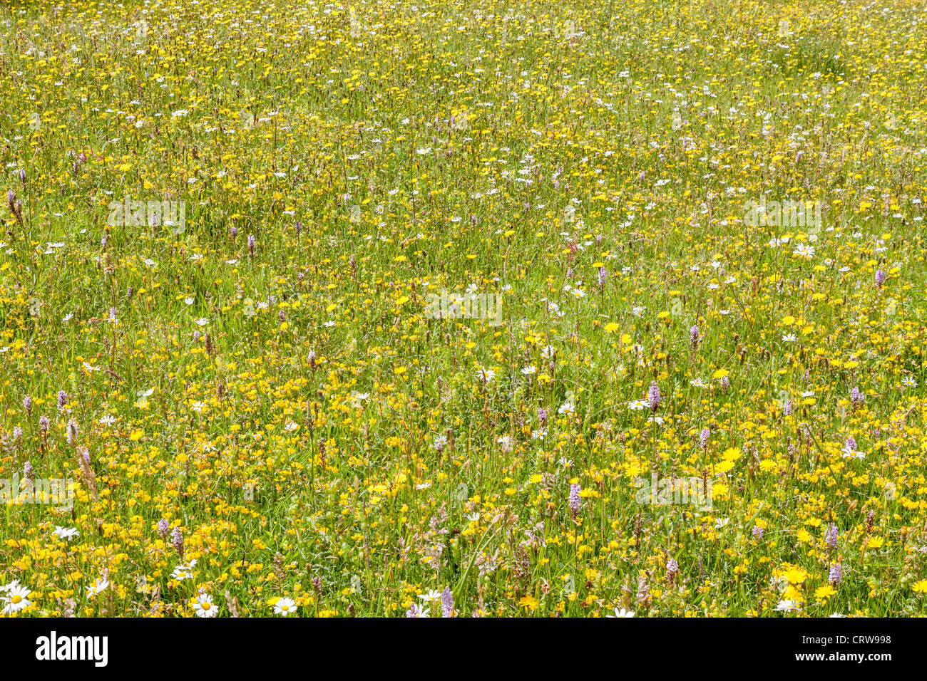 A wild flower meadow in Summer Stock Photo - Alamy