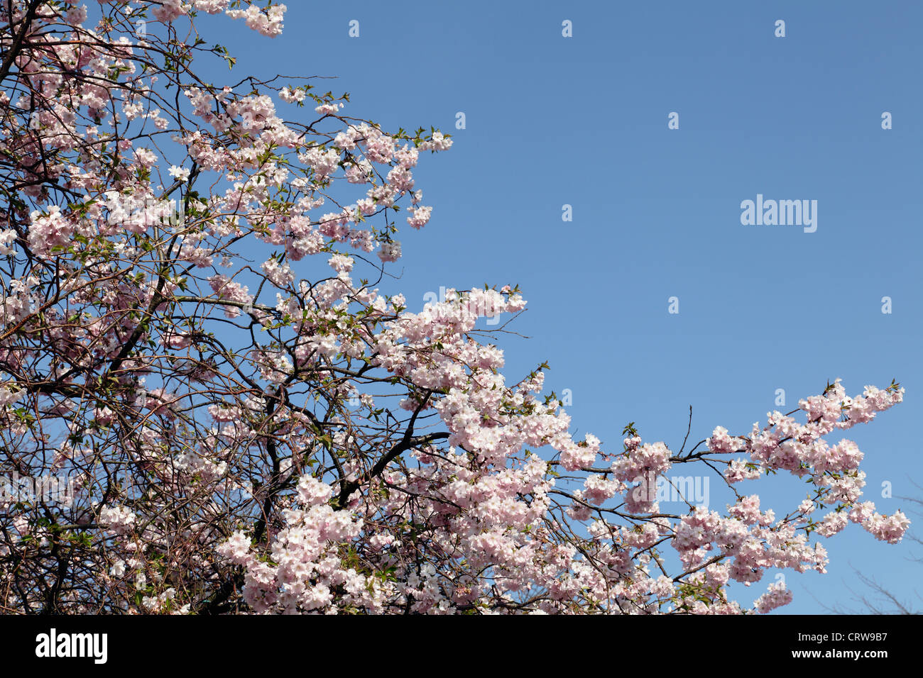 Cherry blossom tree, Scotland, UK Stock Photo