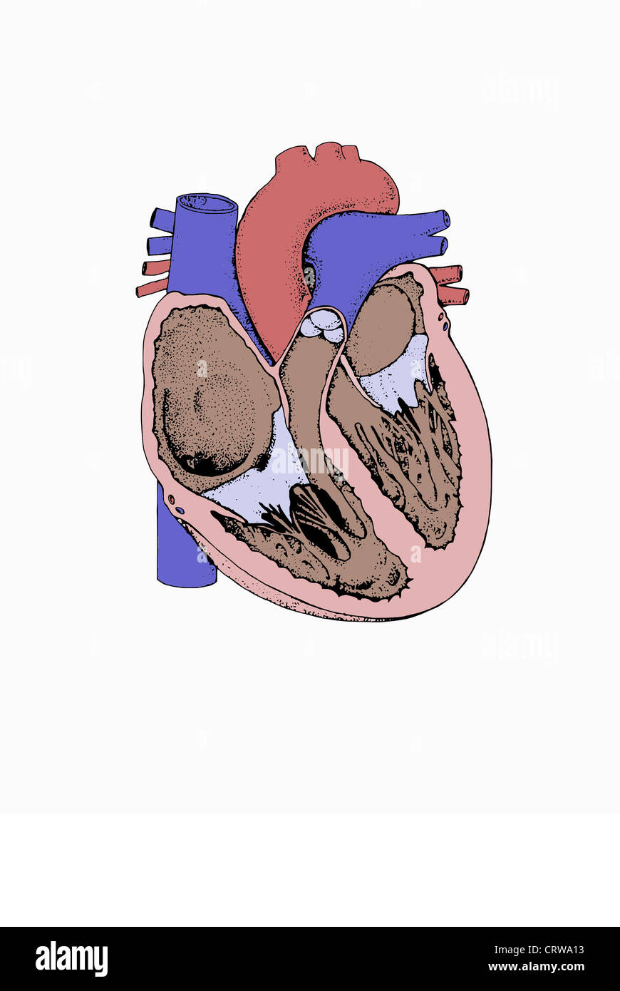 Menschliches Herz High Resolution Stock Photography And Images Alamy