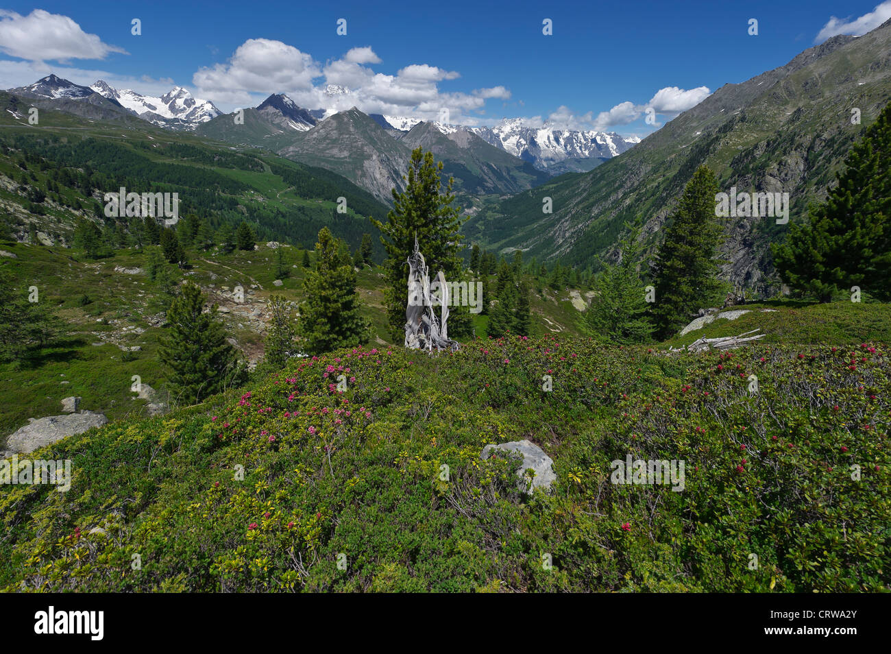 rhododendrons bush with the chain of the Mount Blanc in the background, Aosta valley, Italy Stock Photo
