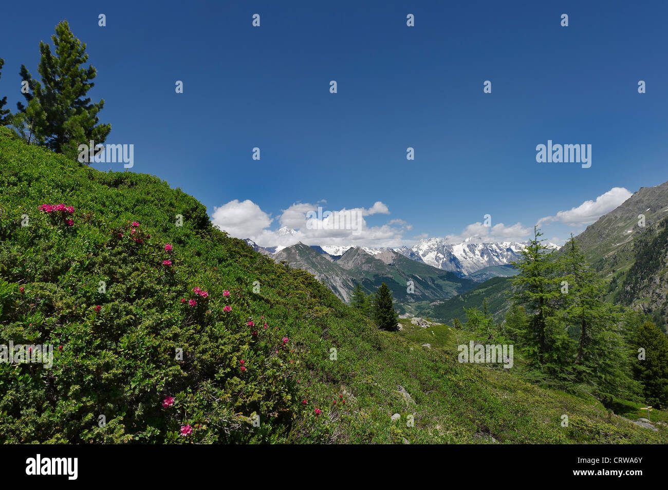 rhododendrons bush with the chain of the Mount Blanc in the background, Aosta valley, Italy Stock Photo