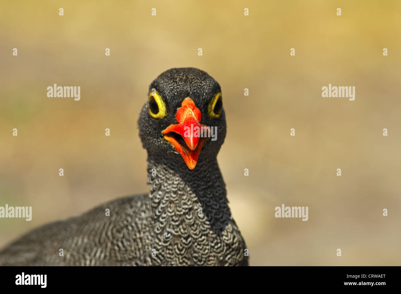 Red-billed Francolin (Francolinus adspersus) Stock Photo