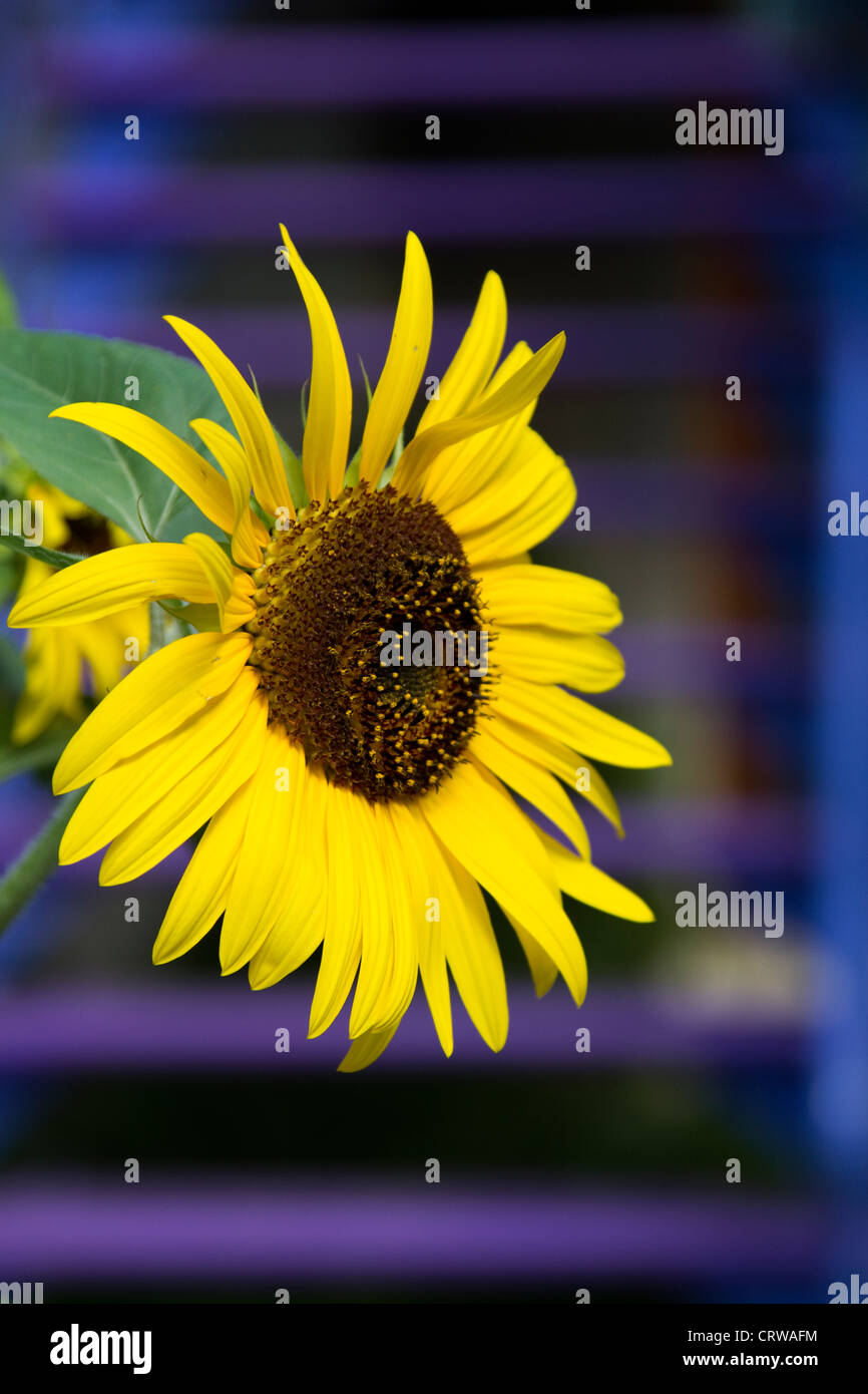 Sunflower On The Street In Montreal Quebec Stock Photo Alamy   Sunflower On The Street In Montreal Quebec CRWAFM 