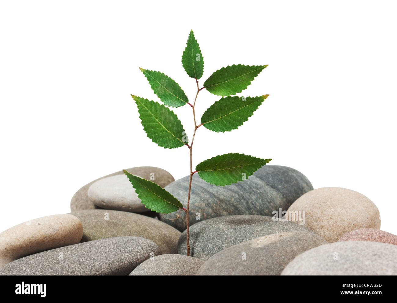 Aa plant hi-res stock photography and images - Alamy