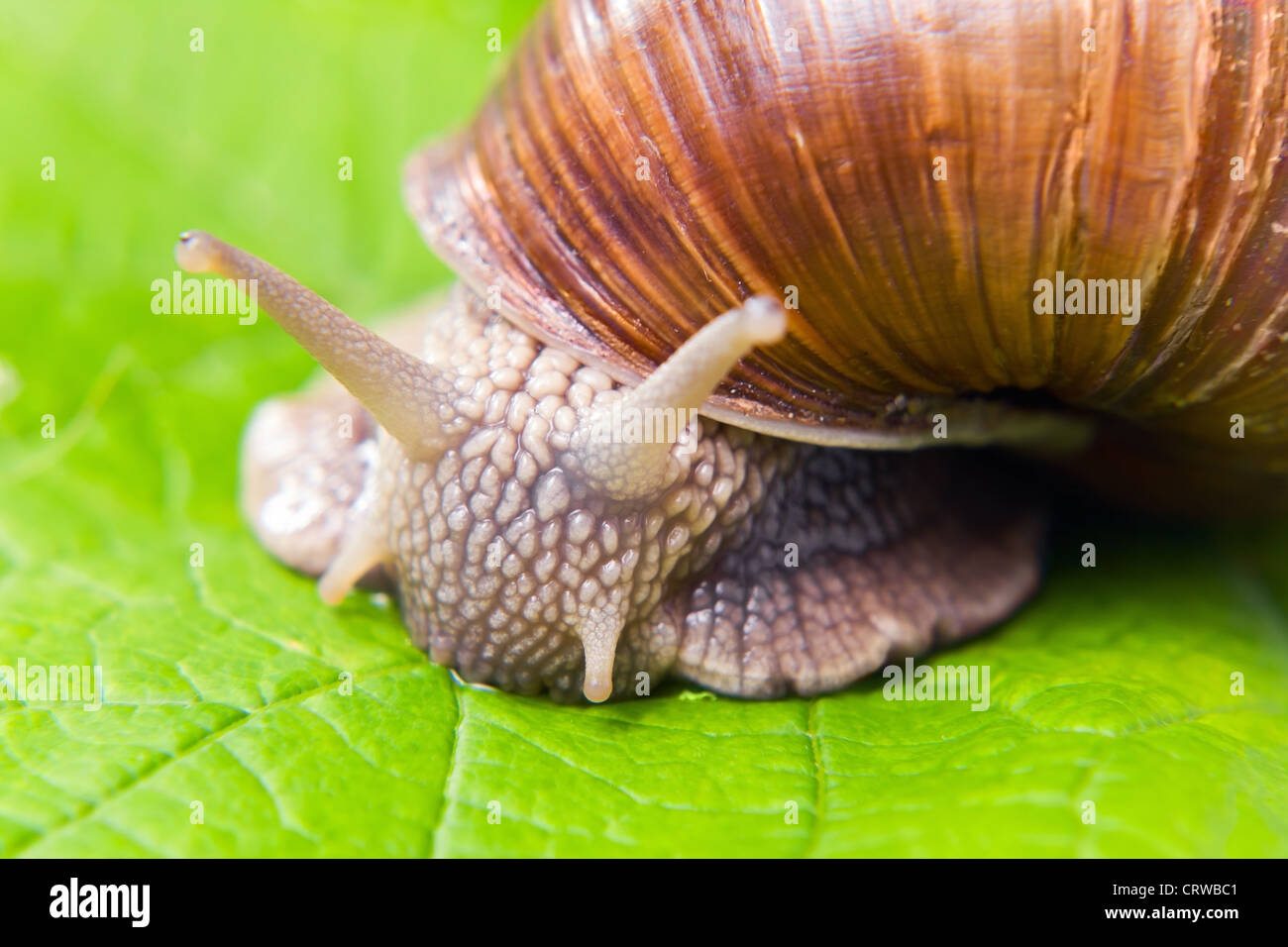 The big grape snail eating grape leaves Stock Photo Alamy