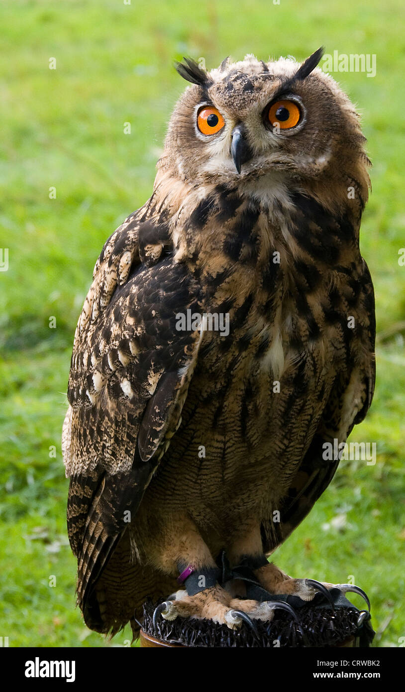 owl on a bird show Stock Photo