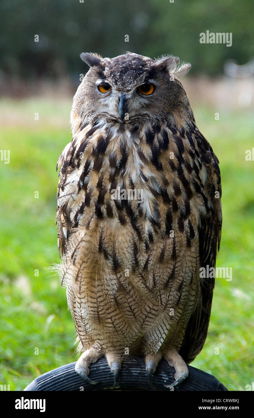 owl on a bird show Stock Photo