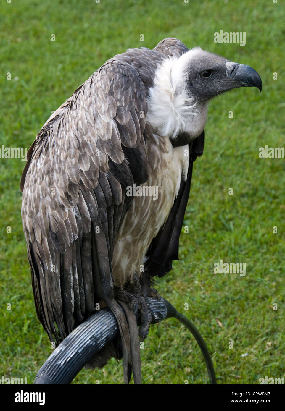 vulture on a wild bird show Stock Photo