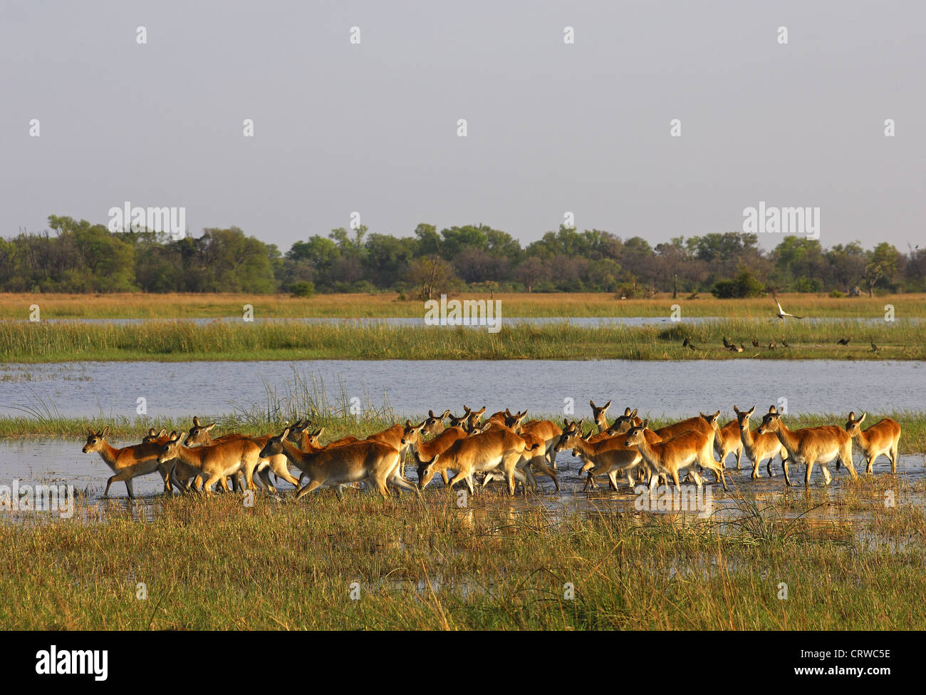 A herd of Southern Lechwes Stock Photo