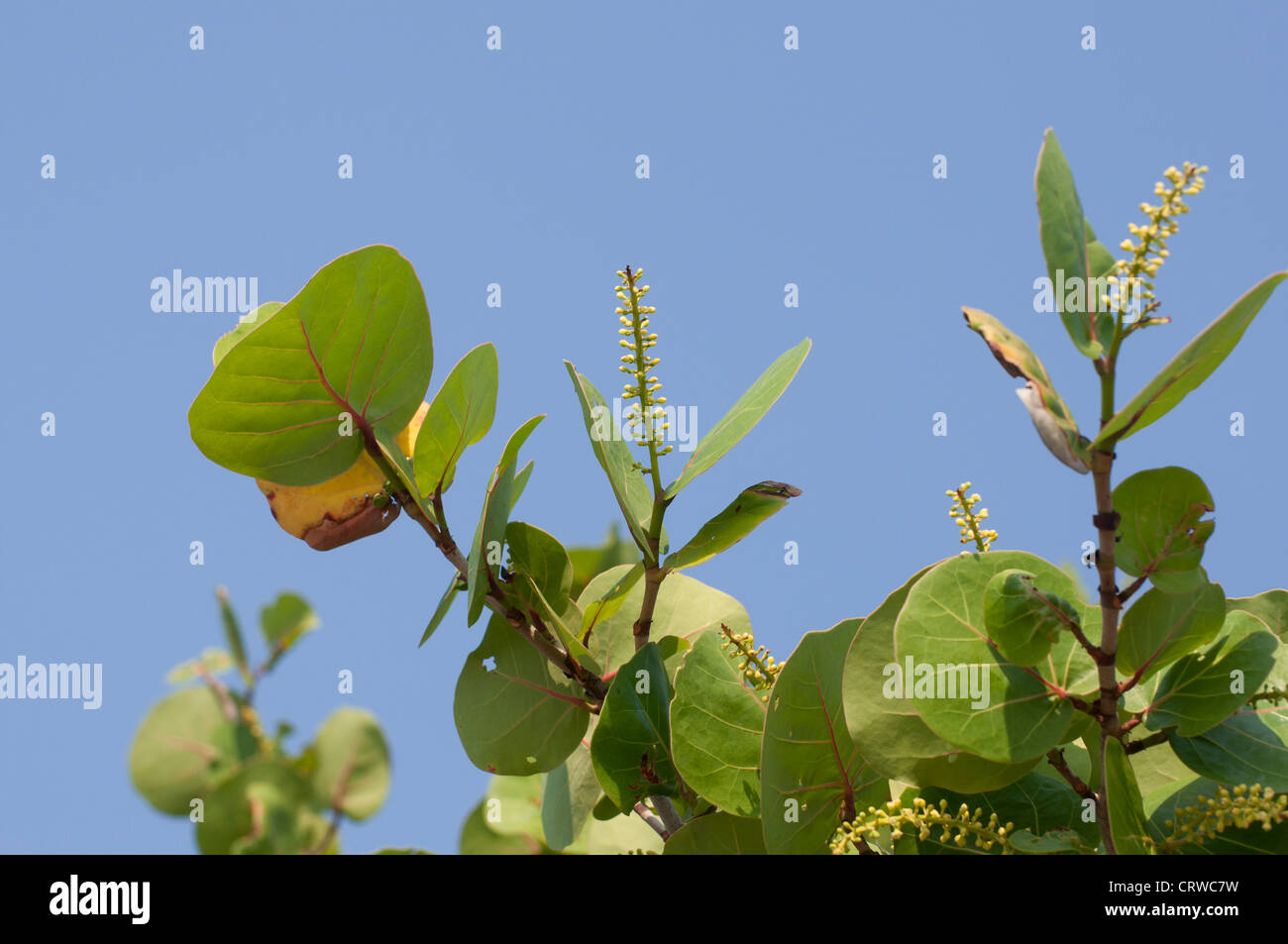 Sea Grapes at Playalinda Beach along Florida's Canaveral National Seashore on Merritt Island. Stock Photo