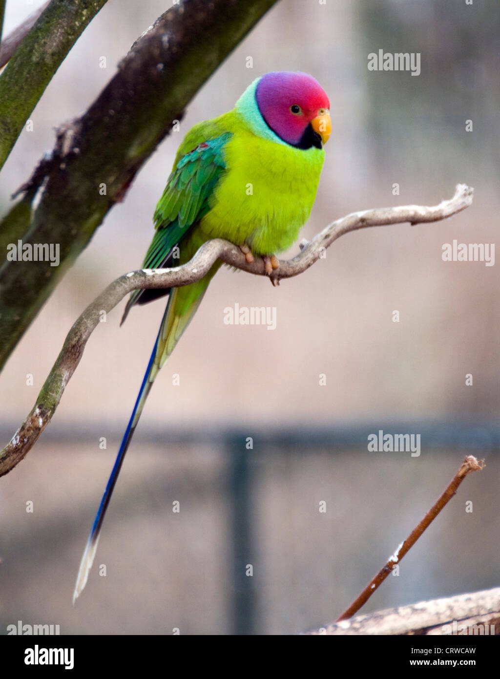 plum headed parakeet Stock Photo Alamy