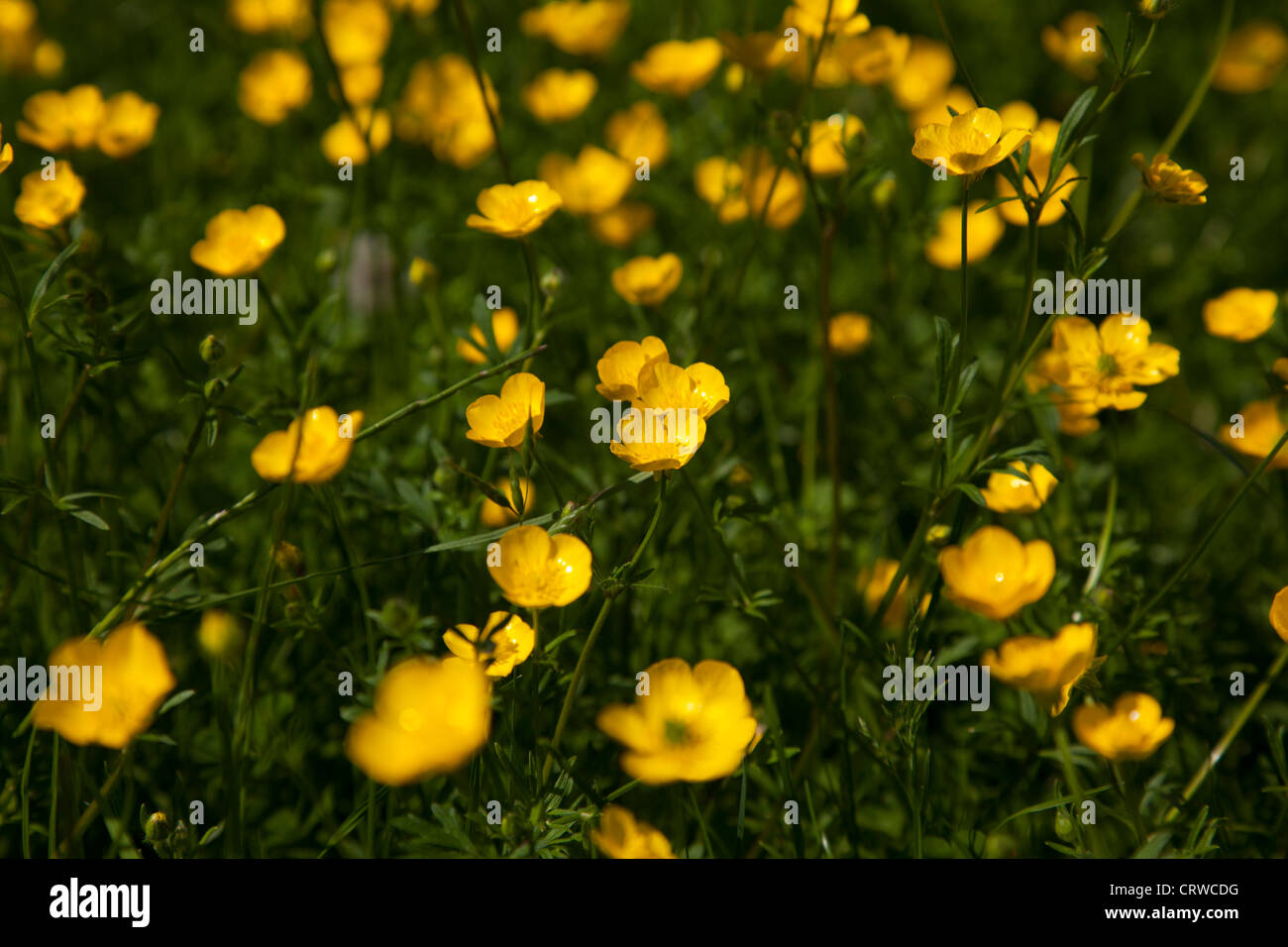 Buttercup flowers in a grassland at Richmond Park, the largest park in London situated in Richmond. Stock Photo