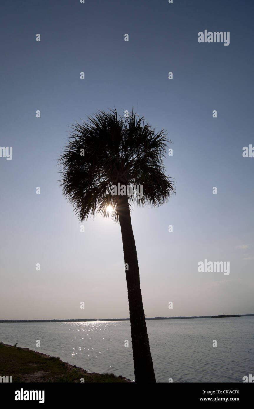 Scenics along the Indian River at Titusville, Florida, a sabal palmetto, the state tree of Florida. Stock Photo
