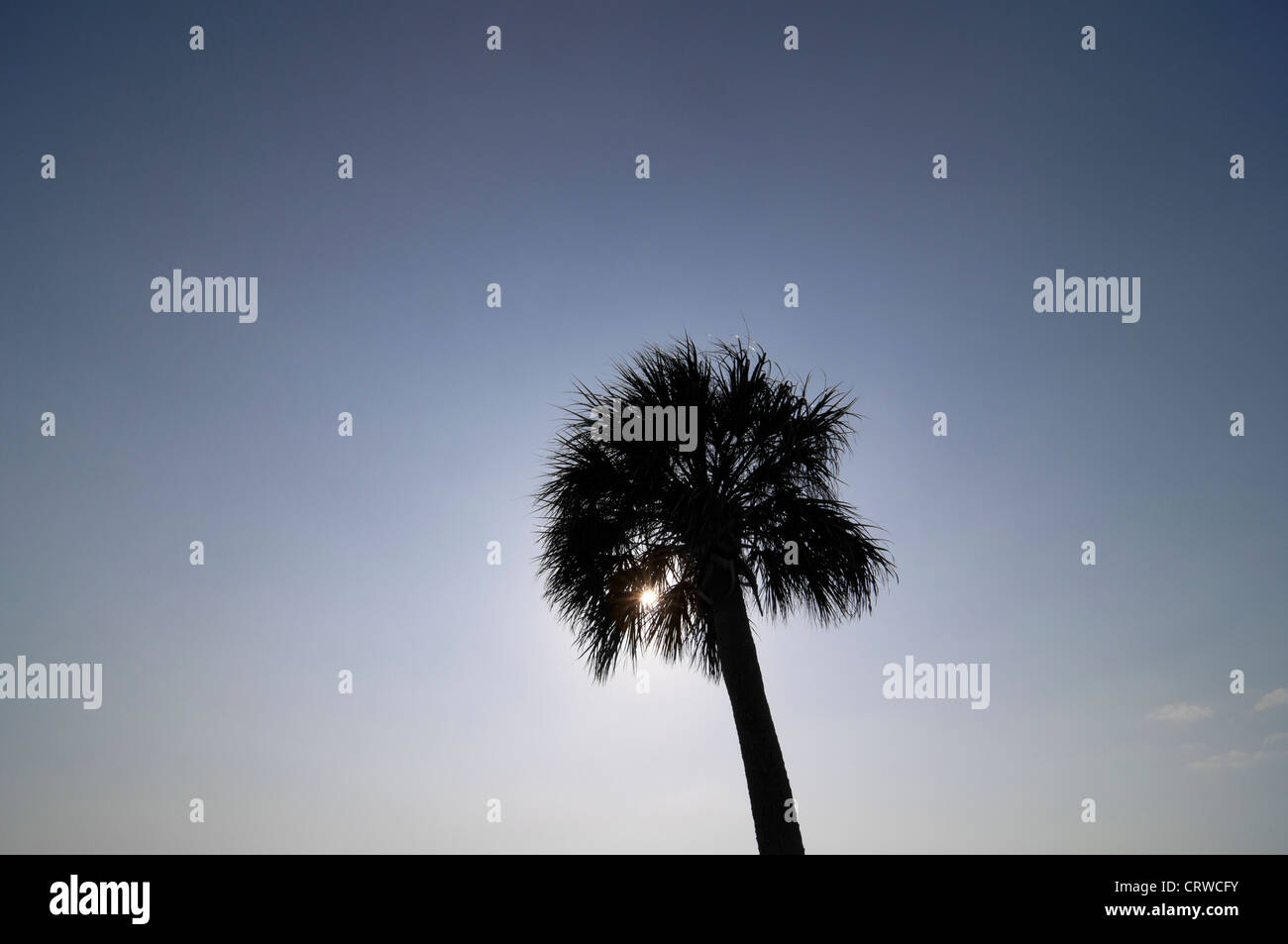 Scenics along the Indian River at Titusville, Florida, a sabal palmetto, the state tree of Florida. Stock Photo