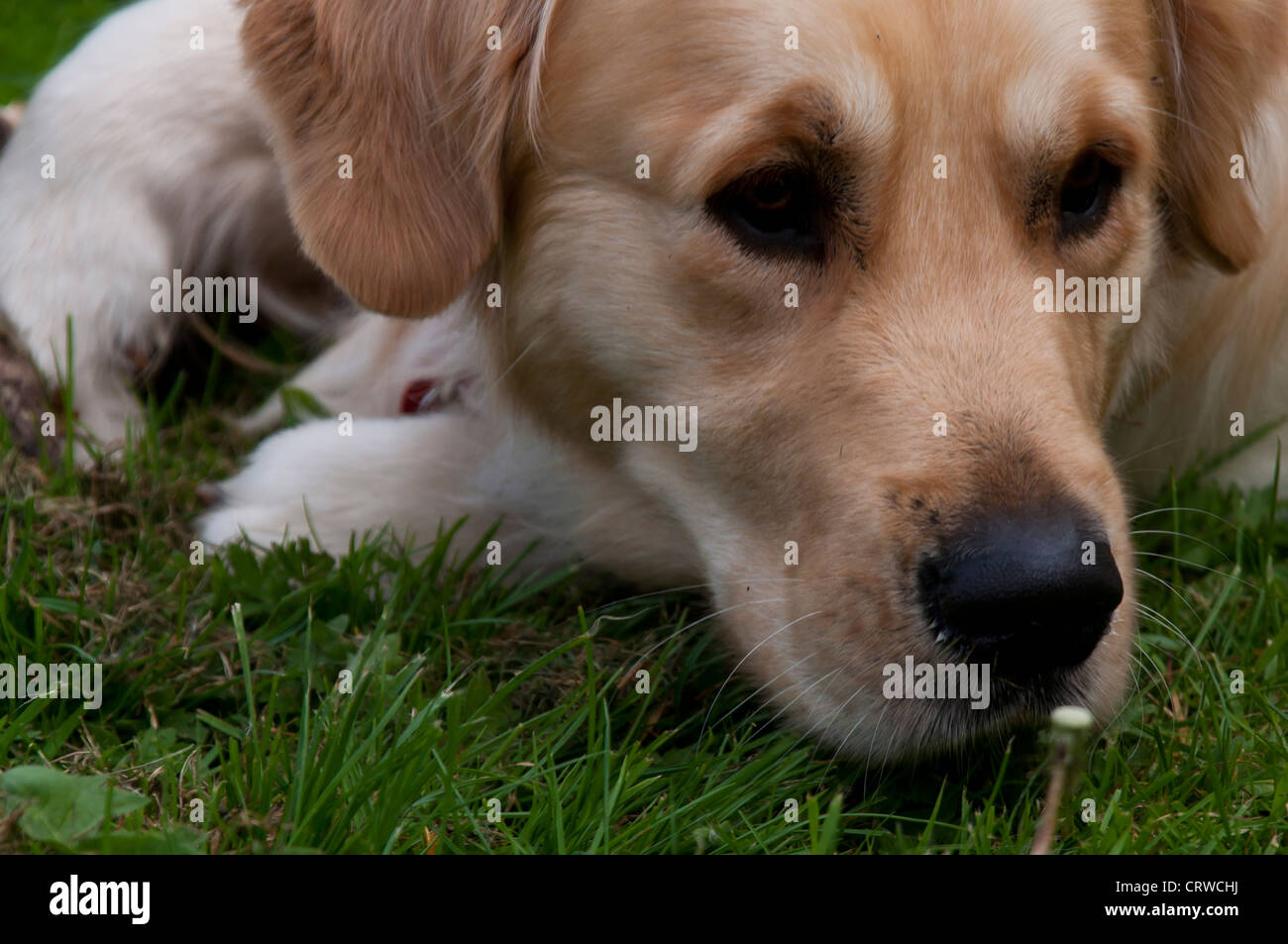Golden retriever lying in the grass Stock Photo - Alamy