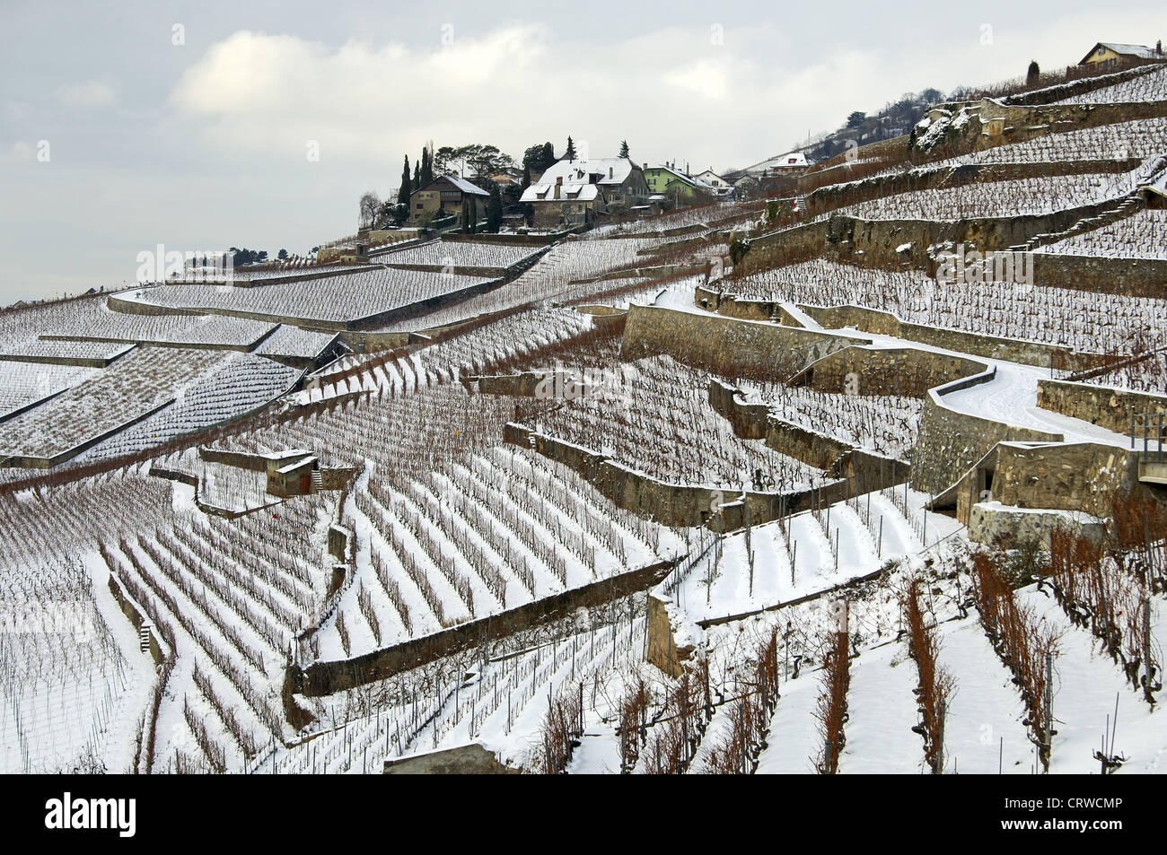 Terraced vineyards, Lavaux, Switzerland Stock Photo