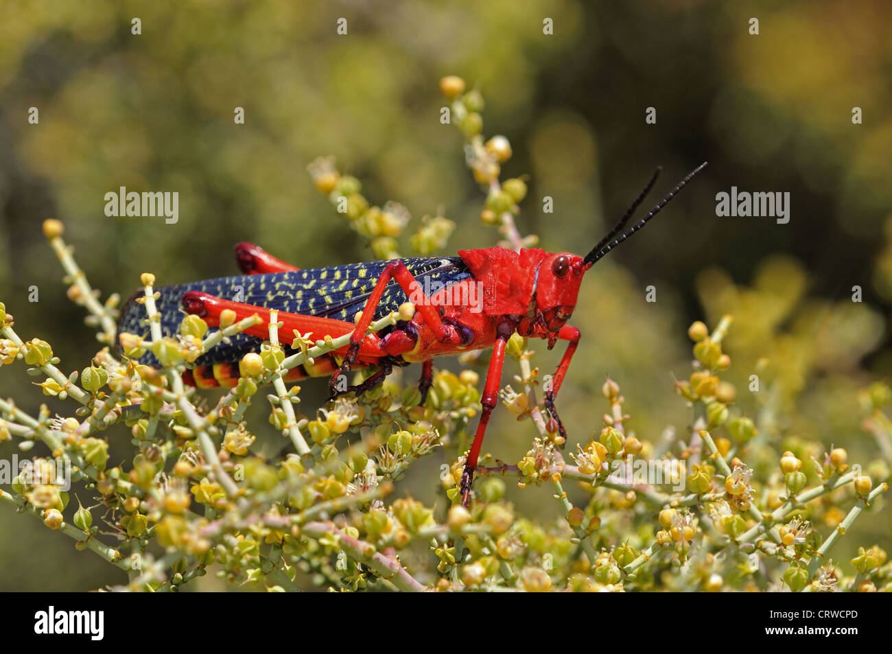 Common milkweed locust, Stock Photo