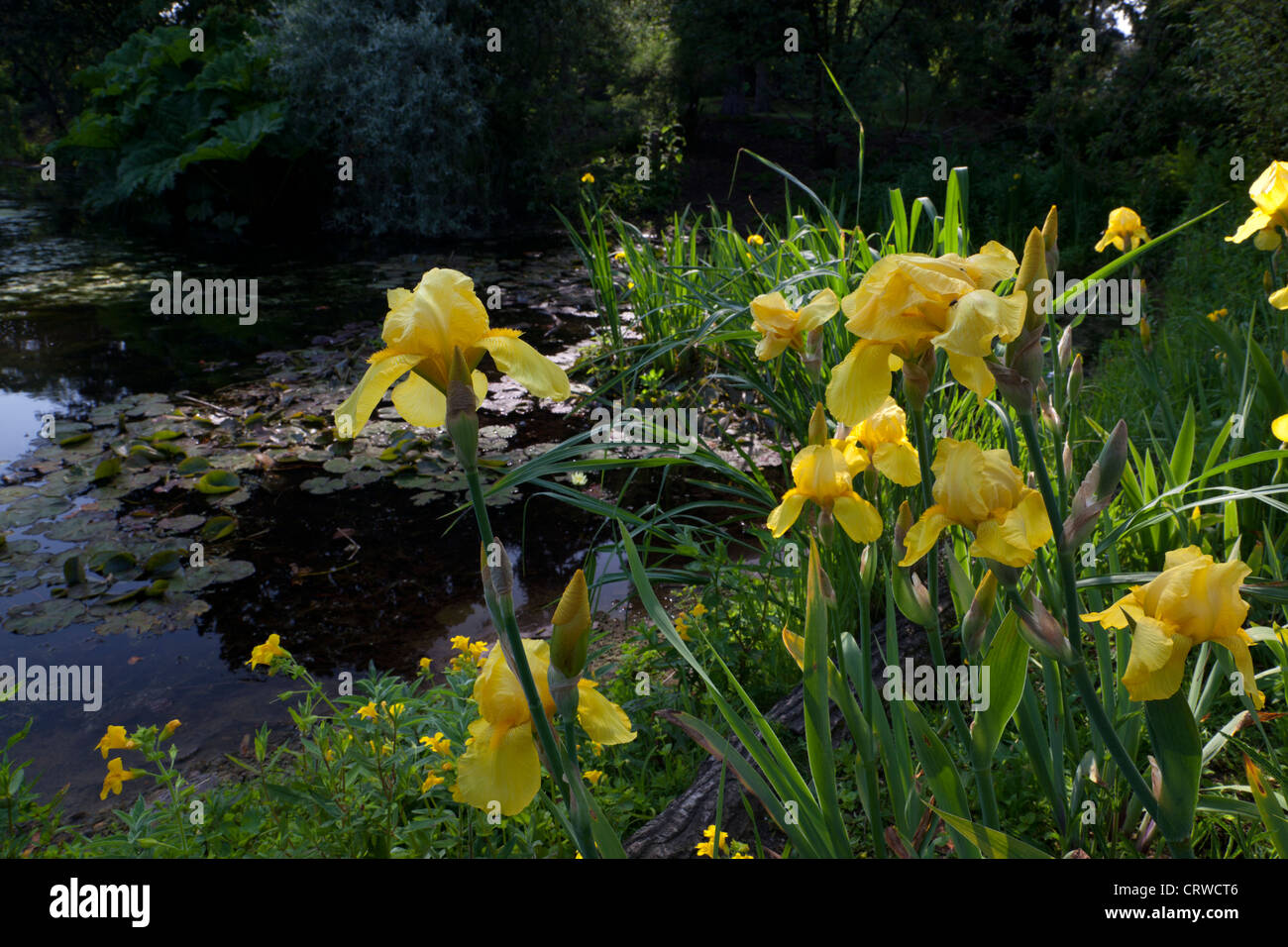 The Lily Pond at Kew Botanic Gardens in Richmond suburb in London. Stock Photo