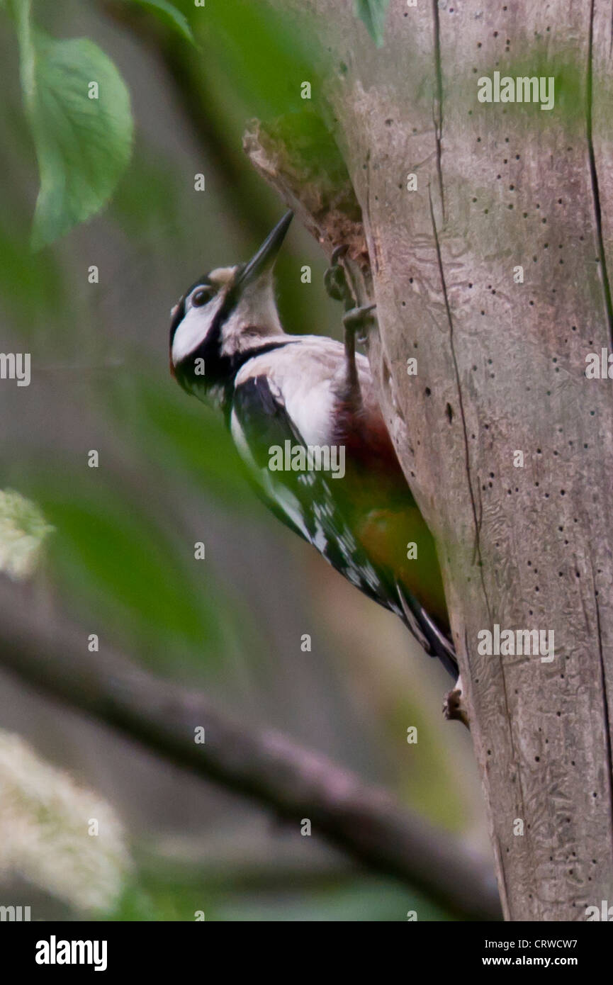 Great Spotted Woodpecker (Dendrocopos major) Stock Photo