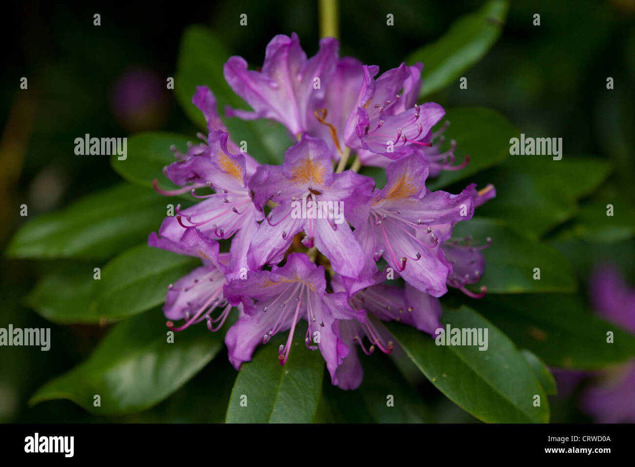 A showy rhododendron flower cluster in Richmond Park; the largest park in London situated in Richmond. Stock Photo