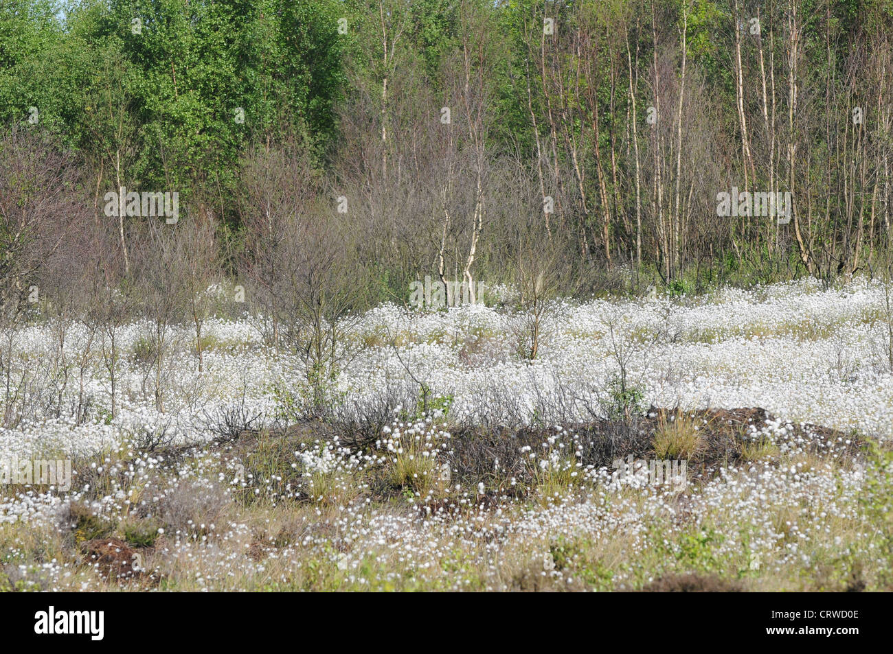 Bog Cotton growing in abundance on  Emlagh Bog, Kells, County Meath, Ireland Stock Photo