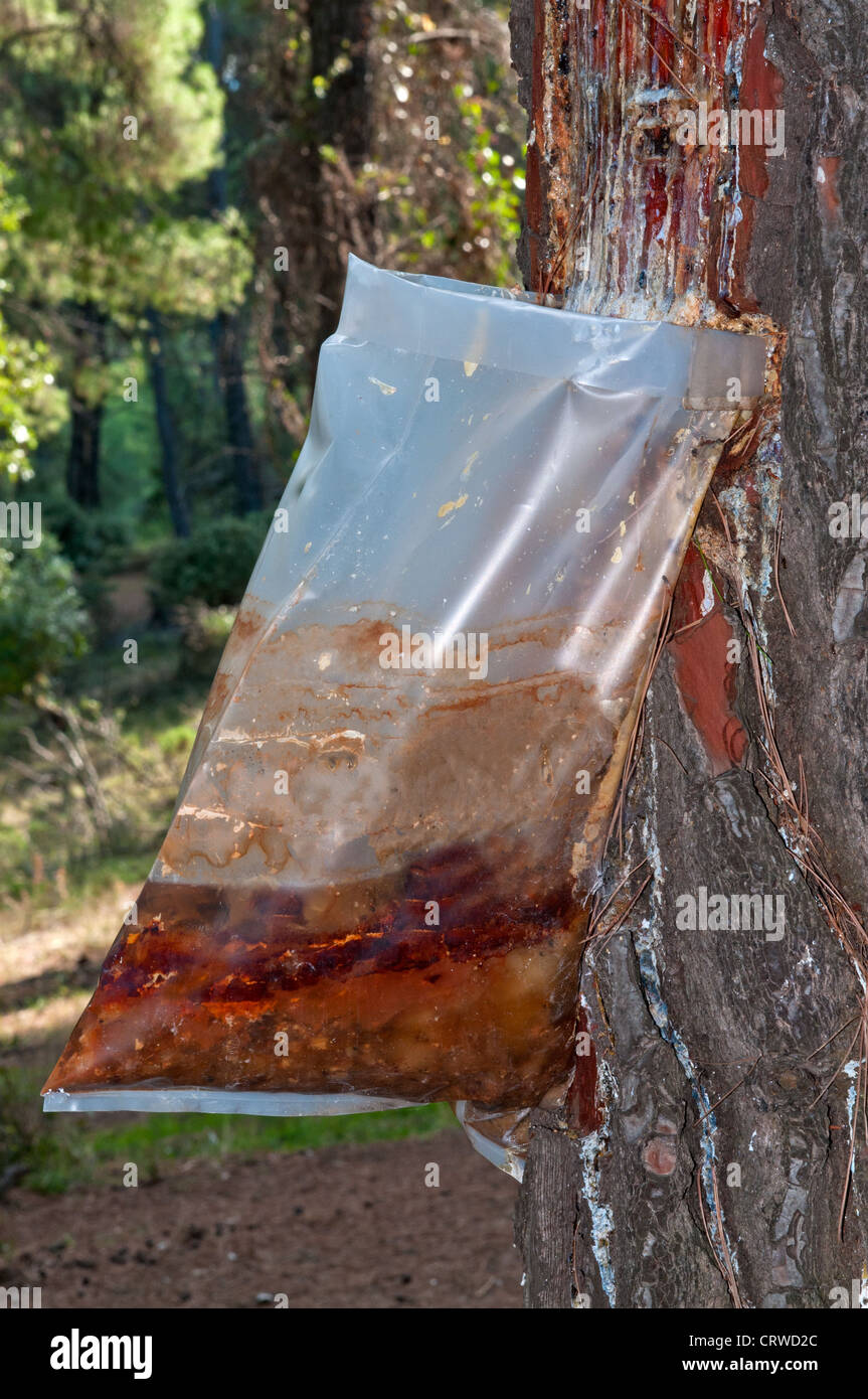Bags attached to a pine tree collecting the Resin Stock Photo