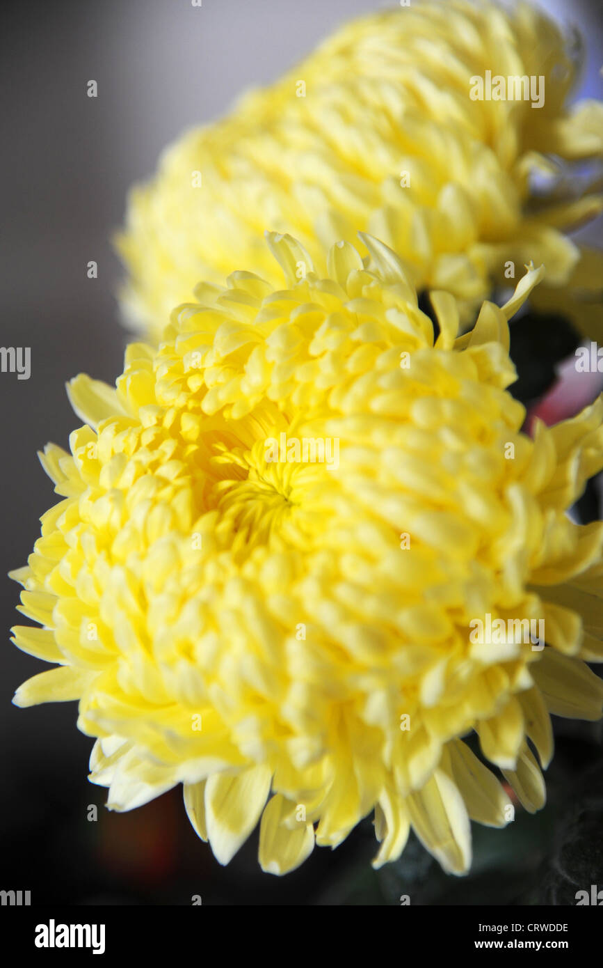 Yellow Chrysanthemums. Stock Photo