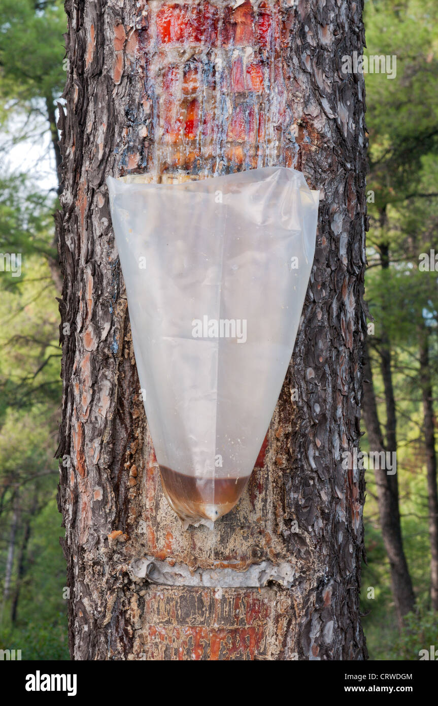 Bag attached to a pine tree collecting the Resin Stock Photo