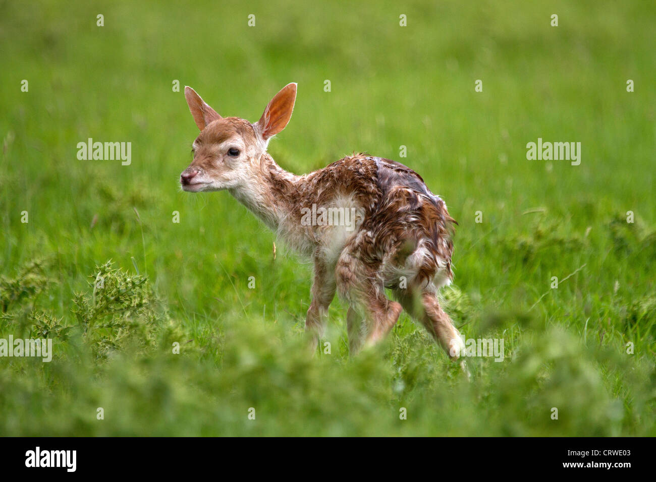Newly born Fallow Deer, Dama dama takes its first steps Stock Photo
