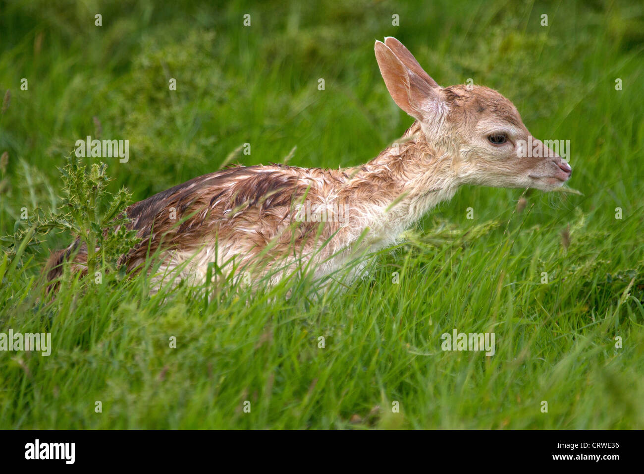 Newly born Fallow Deer, Dama dama takes its first steps Stock Photo