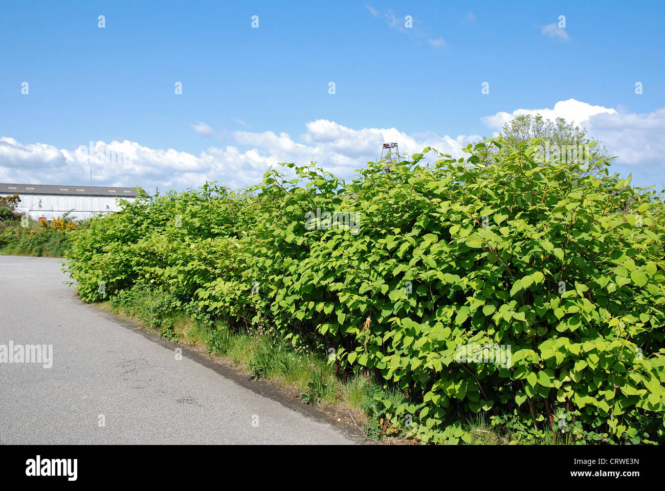 Japanese Knotweed Encroaching On The Road In Rural Cornwall Uk Stock japanese-knotweed-encroaching-on-the-road-in-rural-cornwall-uk-stock