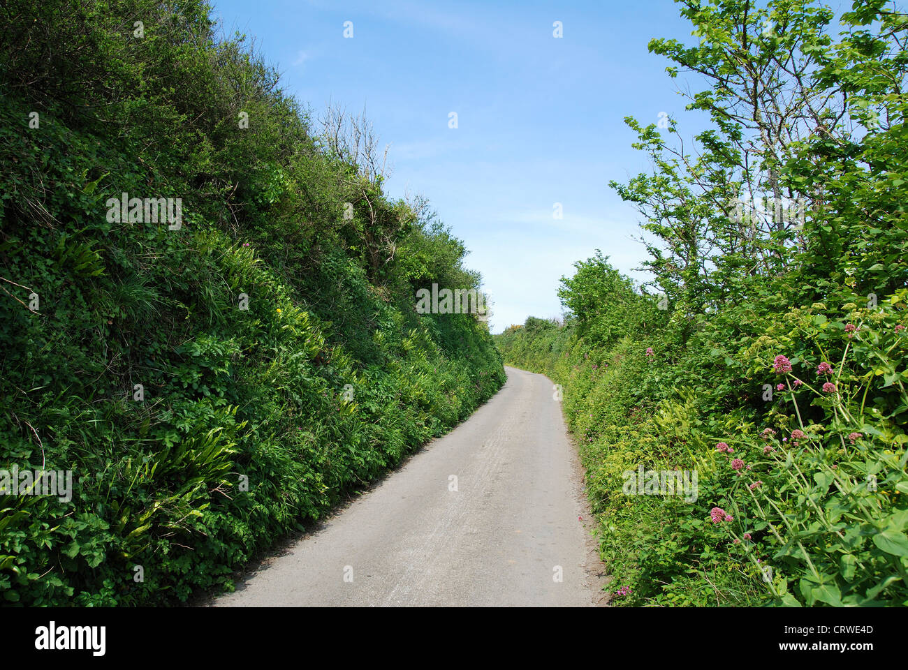 A quiet country road in Devon, England, UK Stock Photo